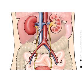 Kamishibai: Der Weg der Nahrung durch den Körper-image