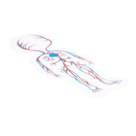 Körperpuzzle Junge-image